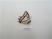 藏品(小雙尾螯蛺蝶)的圖片